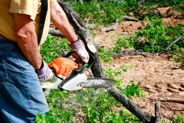 Leaf Removal in Kensington, NY